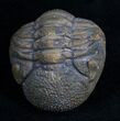Very Detailed Enrolled Barrandeops (Phacops) Trilobite #4739-2